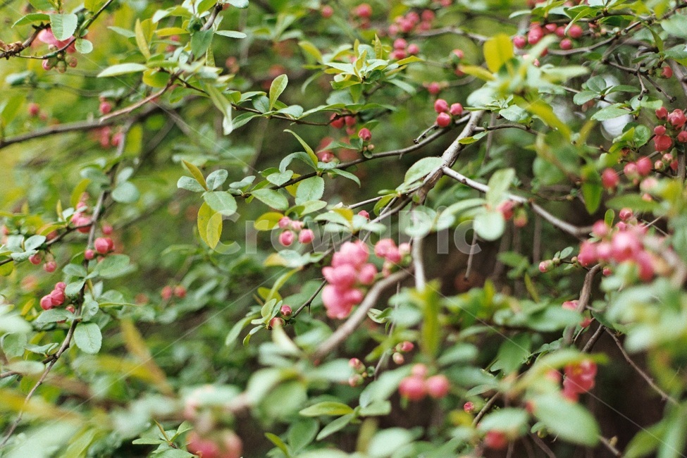꽃,봄,식물,날씨흐름,봄비,식물,자연,plants,nature,꽃,flower