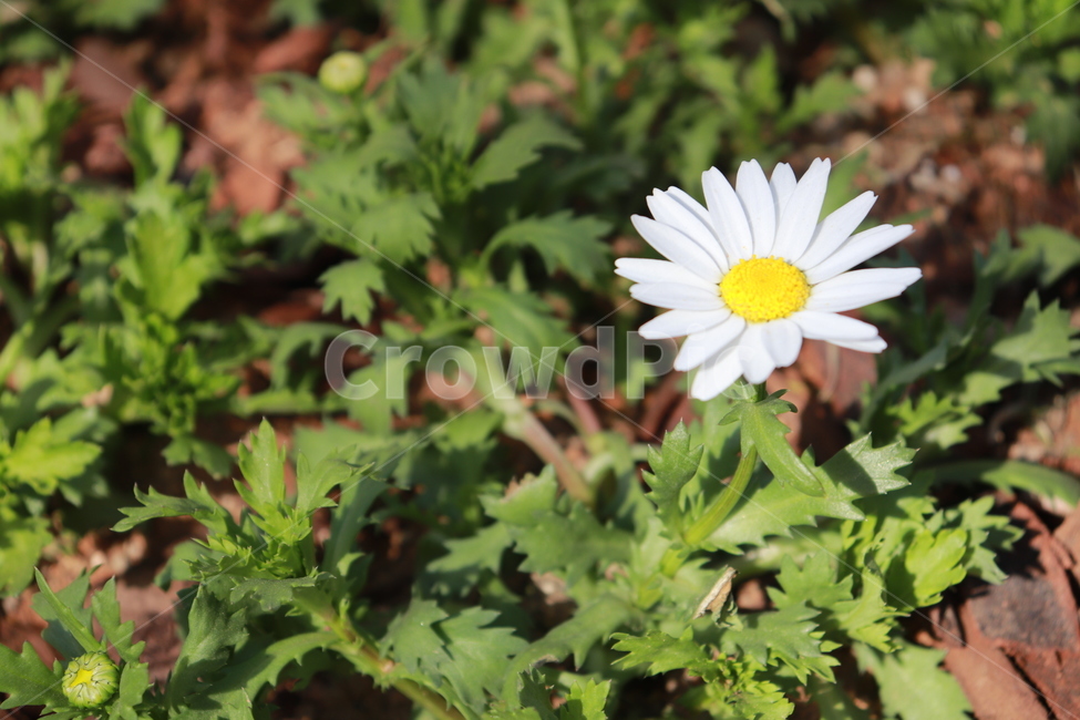 꽃,자연,아름다운,봄,풀,식물,자연,plants,nature,꽃,flower