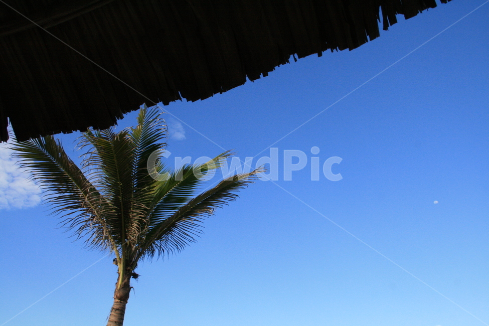 야자수,하늘,여름,푸르름,해변,자연,풍경,nature,landscape,tree,나무,palm tree,plant,식물,summer