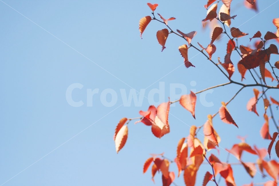 가을,단풍,낙엽,감성사진,하늘,autumn,fall,출사,스냅,자연,풍경사진,landscape,canon,tree,sky,식물,나무,정겨움,색감,가을,계절,fall,autumn,season,식물,자연,plants,nature,나무,trees,wood,leaf,잎,plant