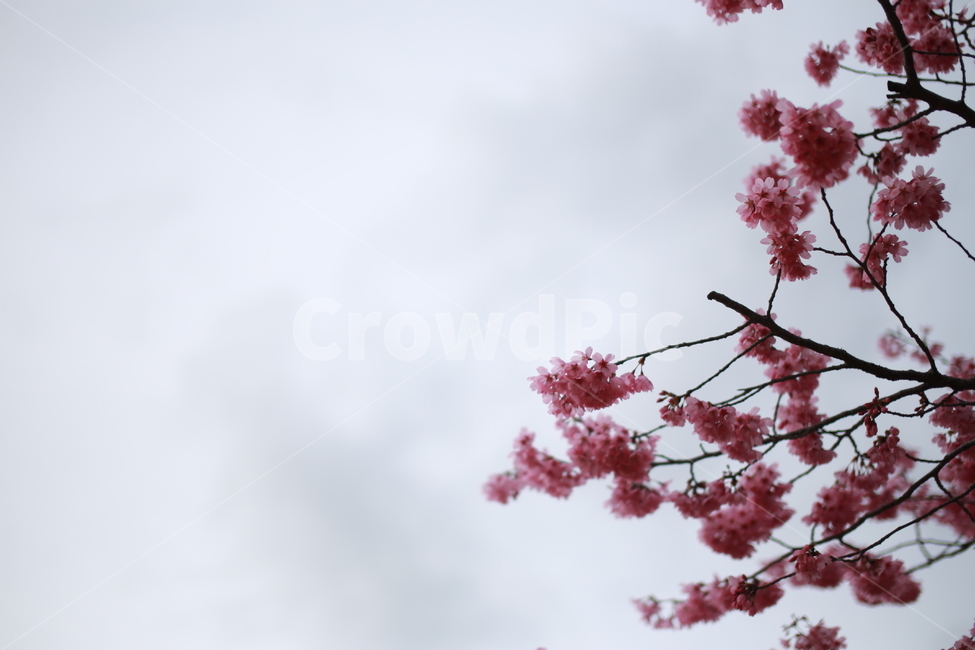 plant,식물,cherryblossom,벚꽃,꽃,flower,blossom