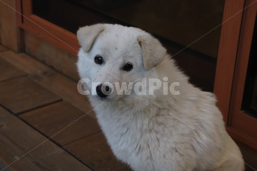 wood,나무,시골개,흰둥이,흰색진돗개,진도개,진돗개,강아지,귀여운강아지,동물,animal,포유류,mammal,개,강아지,dog,doggy