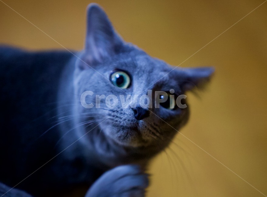 고양이,냐옹이,야옹이,냐옹,냥냥,냥냥펀치,cat,cats,animal,러시안블루,반려묘,애완묘,동물,animal,포유류,mammal,고양이,cat,kitten,kitty