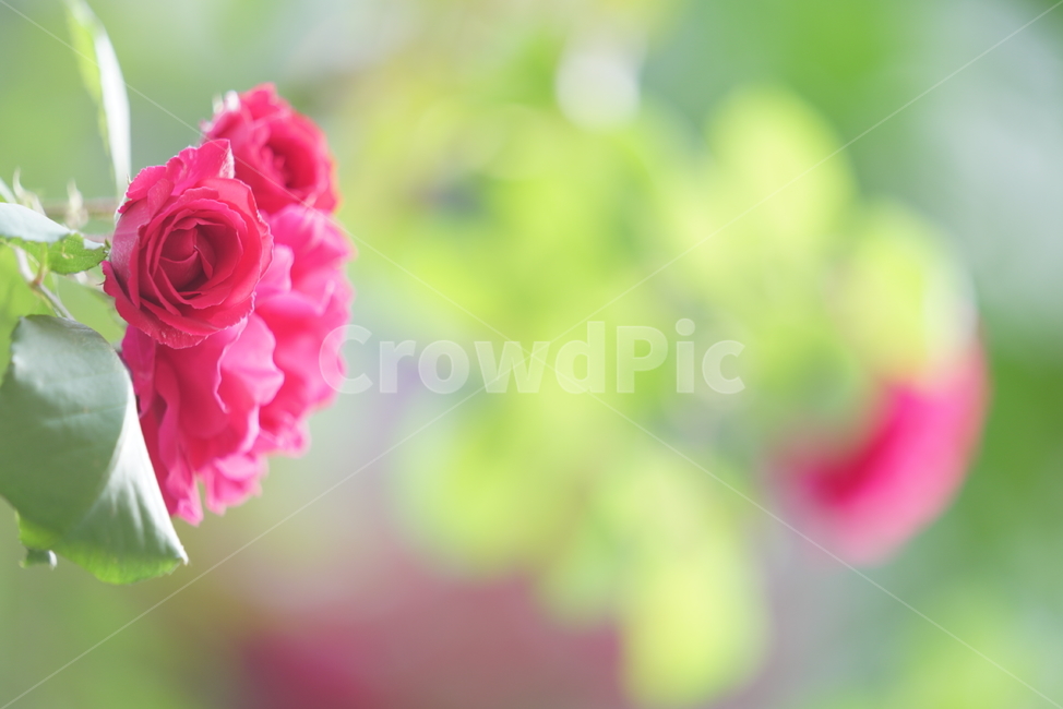 장미,로즈,식물,생물,생명,rose,레드,red,붉은,색감,컬러,꽃,플라워