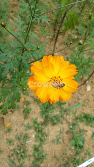 벌,식물,코스모스,꽃,flower,식물,자연,plants,nature,꽃,flower