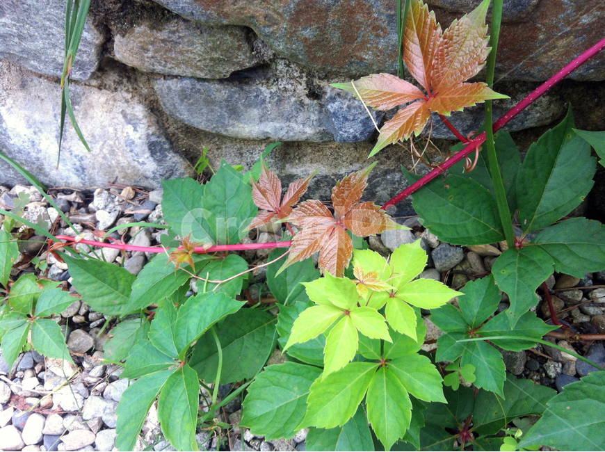 꽃,잎사귀,나무,꽃나무,leaf,flower,정원,garden,식물,자연,plants,nature