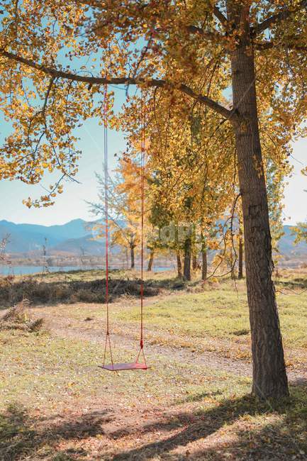 나무,은행나무,그네,낙엽,다산은행나무숲,식물,가을,푸른하늘,ginkgo,tree,swing,fall,bluesky,감성사진,가을,계절,fall,autumn,season