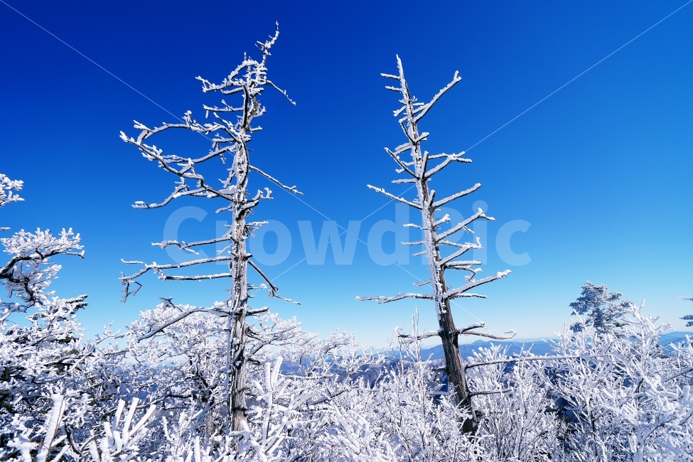겨울,눈꽃,추운,겨울산,하얀세상,덕유산,향적봉,상고대,자연,풍경,nature,landscape,겨울,계절,winter,season,outdoors,옥외,snow,눈,frost,서리