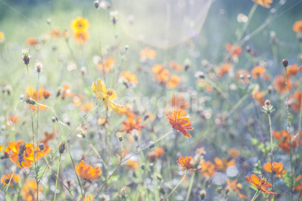 꽃,코스모스,풍경,가을,가을꽃,가을,계절,fall,autumn,season,식물,자연,plants,nature,꽃,flower,감성,sensible,feeling,휴식,힐링,rest,relaxation,healing,plant