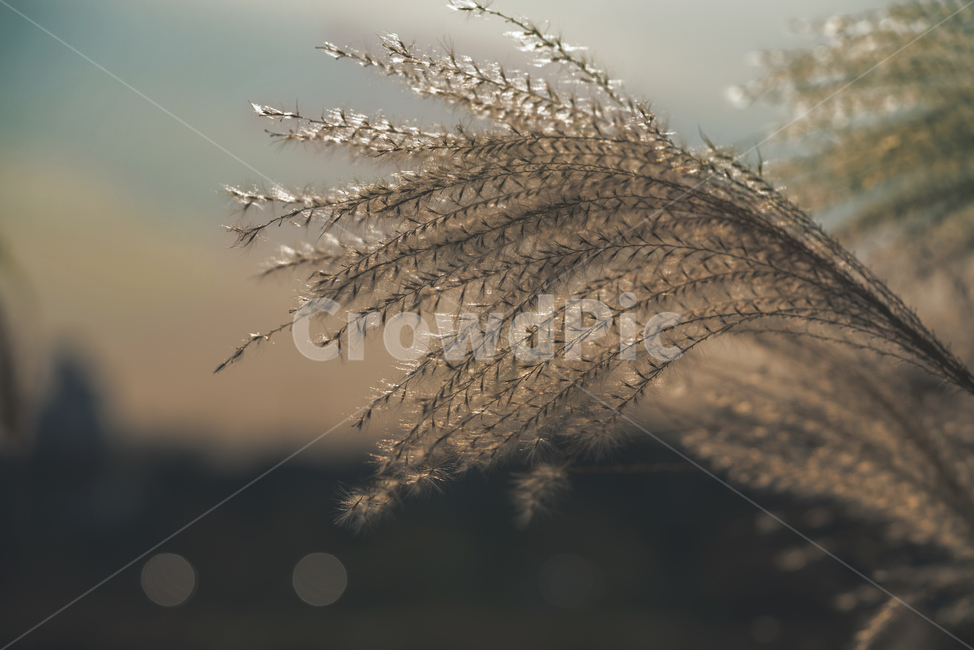 갈대,계절,식물,자연,생물,plant,가을,계절,fall,autumn,season