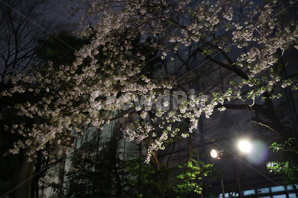 나무,밤,야경,가로등,꽃,tree,flower,봄,계절,spring,season,야경,밤,풍경,nightscape,night,landscape,plant,식물