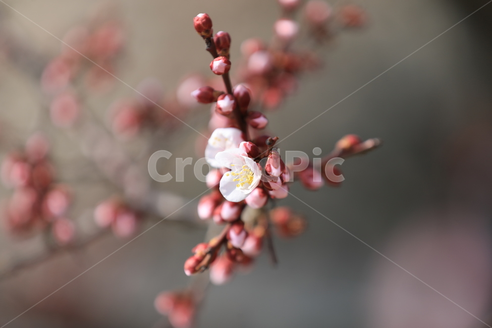 매화,홍매화,봄,꽃,봄꽃,봄,계절,spring,season,식물,자연,plants,nature,꽃,flower,plant