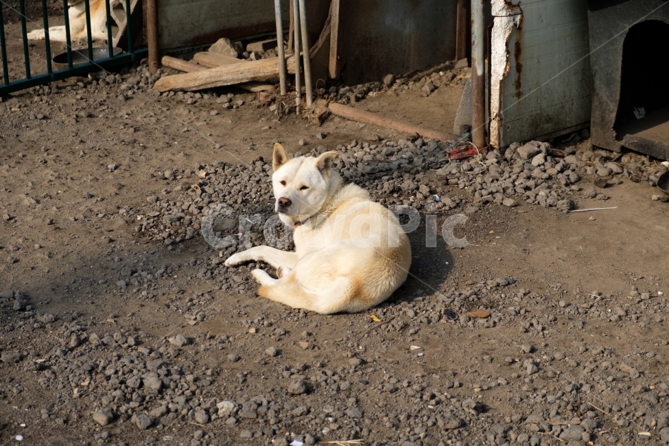 강아지,진돗개,멍멍이,개,댕댕이,애완동물,반려동물,dog,동물,생명,감성,시골,촌동네,멍멍,귀여움,귀요미,시골,마을,풍경,landscape,country,rural,town,동물,animal,포유류,mammal,개,강아지,dog,doggy