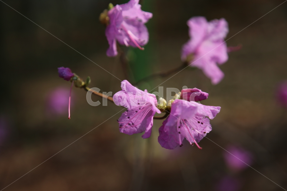 꽃,flower,진달래,봄꽃,핑크,김소월,고향의봄