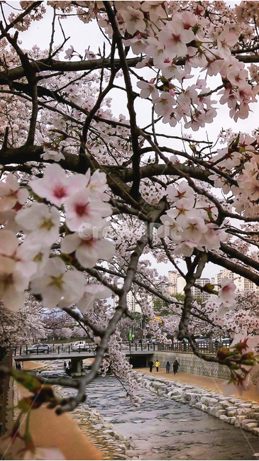 봄,벗꽃,꽃,spring,계절,강가,공원,나무,만개,사람,사람들,돌,plant,자연,nature,봄,계절,spring,season,식물,자연,plants,nature,꽃,flower,plant,blossom,cherry blossom,벚꽃