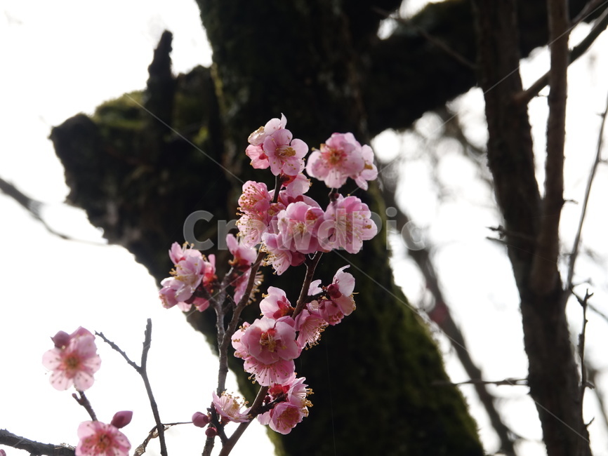 봄,선암사,홍매화,기와,매화,flower,꽃,blossom