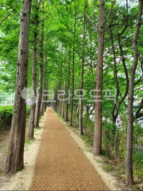 Songjeong Old Road,trail,plant,road name,tree,Metasequoia Road,metasequoia