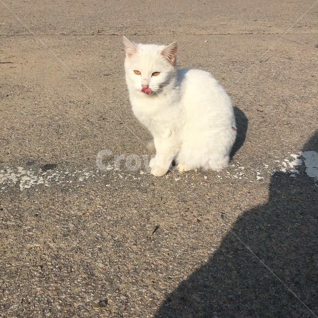 고양이,길고양이,cat,pet,animal,포유류,mammal,동물,동물,animal,포유류,mammal,고양이,cat,kitten,kitty