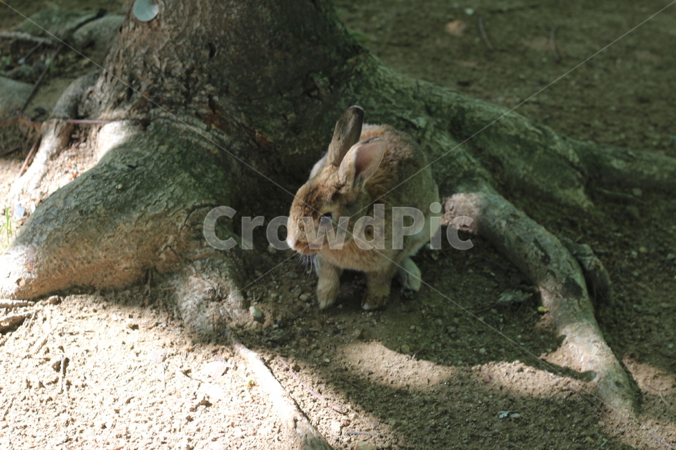토끼,산토끼,야생토끼,동물,rabbit,동물,animal,포유류,mammal