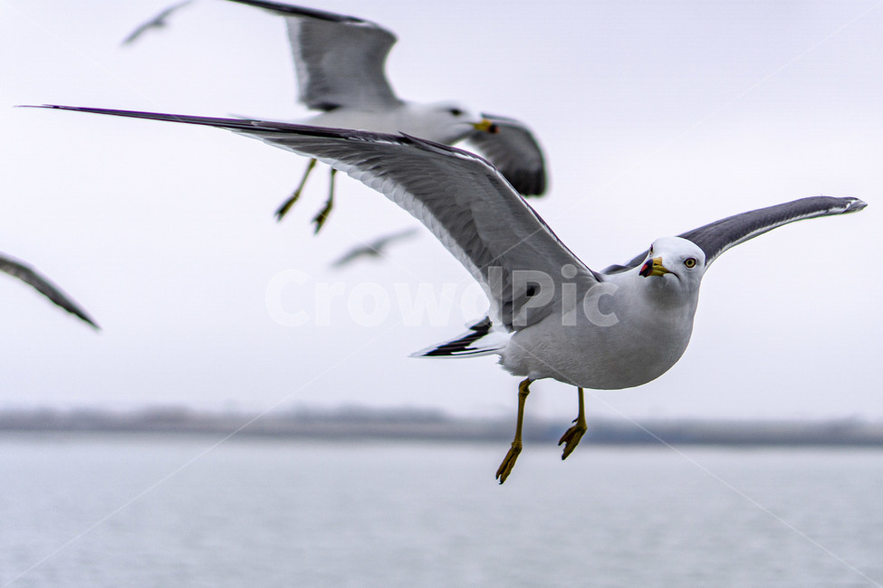 갈매기,새,bird,seagull,sea,바다,새떼,seagulls,animal,동물,flying,동물,animal,조류,새,birds