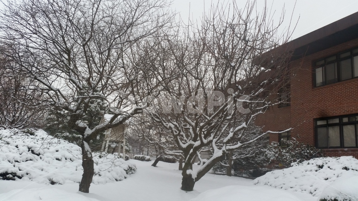 nature,자연,blizzard,눈보라,storm,폭풍,outdoors,옥외,winter,겨울,snow,눈,겨울,계절,winter,season