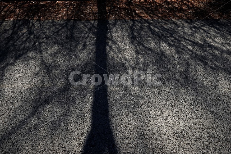 겨울,나무,그림자,역광,아스팔트,쓸쓸함,lonely,solitary,lonesome,melancholy,asphalt,winter,shadow,dark,어두움