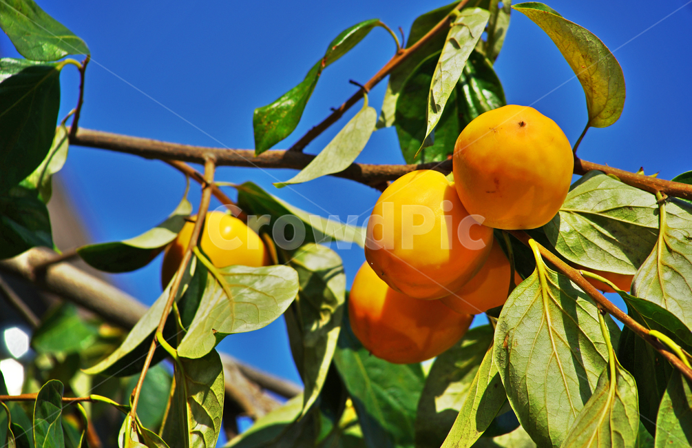 감,가을,계절,식용,단감,감나무,과일,열매,fruit