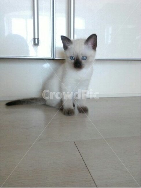 고양이,아기고양이,샴고양이,샴,파란눈