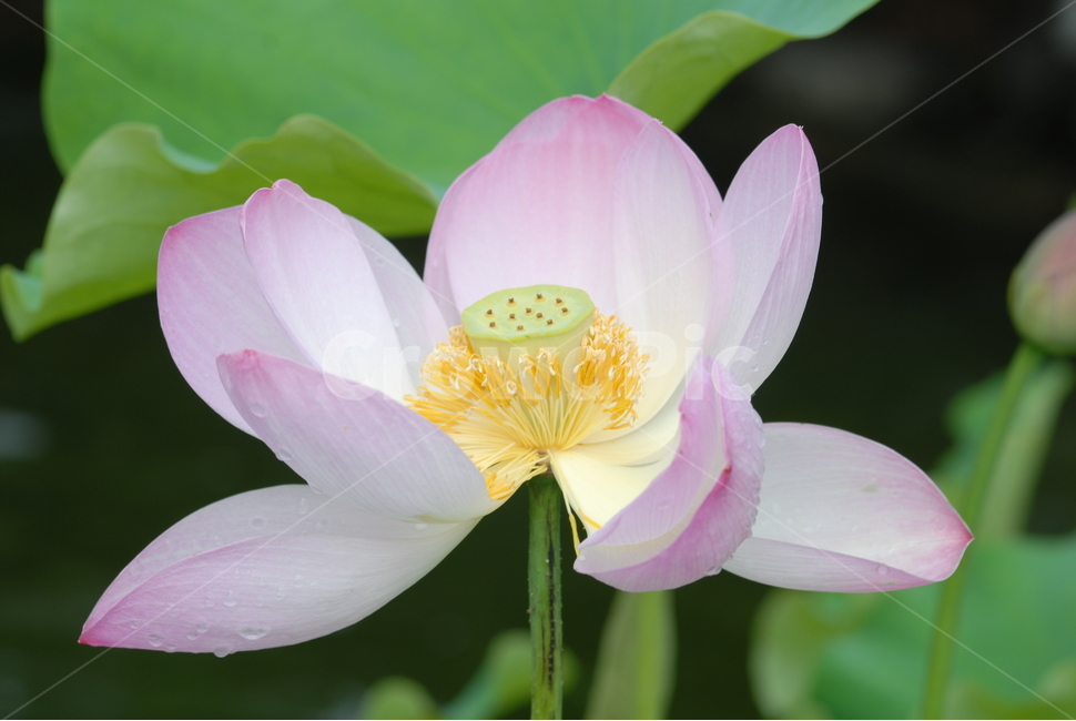 식물,꽃,연꽃,연못,핑크,식물,자연,plants,nature,꽃,flower