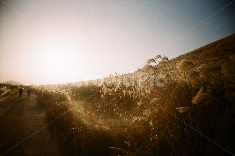제주도,새별오름,오름,제주,풍경,억새,갈대,가을,산,필름사진,가을,계절,fall,autumn,season,자연,풍경,nature,landscape,flare,플레어,light,빛,grass,잔디,plant,식물