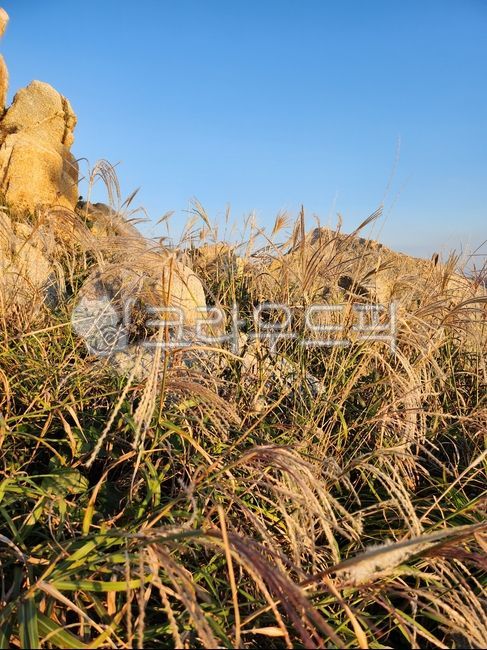 갈대,하늘,자연,가을,grassland