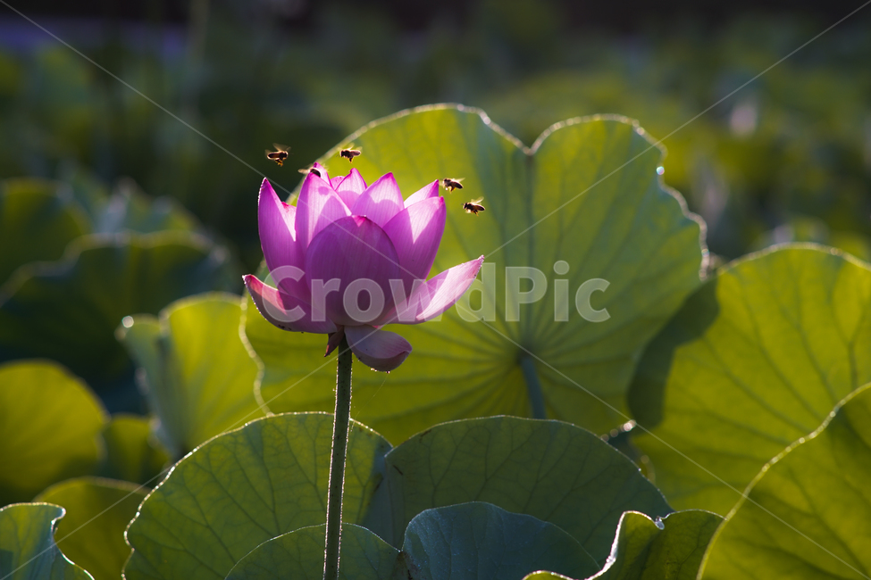 연,연밭,연꽃,꽃,수생,식물,연잎,식물,자연,plants,nature,꽃,flower,동물,animal,곤충,벌레,insect,bug