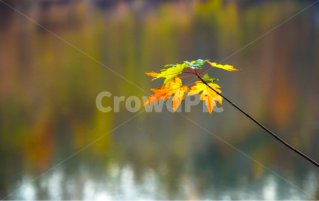 가을,단풍,계절,감성,나뭇잎,식물,자연,가을,계절,fall,autumn,season,leaf,잎,plant