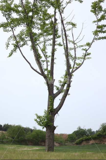 은행나무,연두,새순,파란하늘,봄,식물,자연,plants,nature,나무,trees,wood