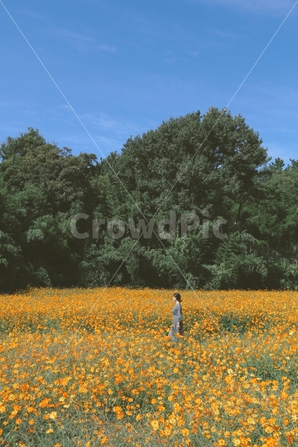 감성사진,자연풍경,사람,가을,코스모스,woman,autumn,cosmos,nature,가을,계절,fall,autumn,season,자연,풍경,nature,landscape,한국자연풍경,한국자연경관,korea nature landscape,사람,인물,인간,human,person,여성,여자,woman,female,lady,감성,sensible,feeling,grassland,목초지,outdoors,옥외,field,들,rural,농촌,farm,농장,meadow