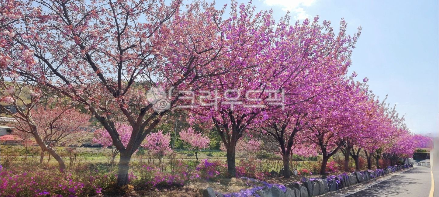 왕벚꽃,법꽃,꽃,봄꽃,봄,계절,길거리,예쁜,도로,식물,아스팔트,plant,flower,cherryblossom