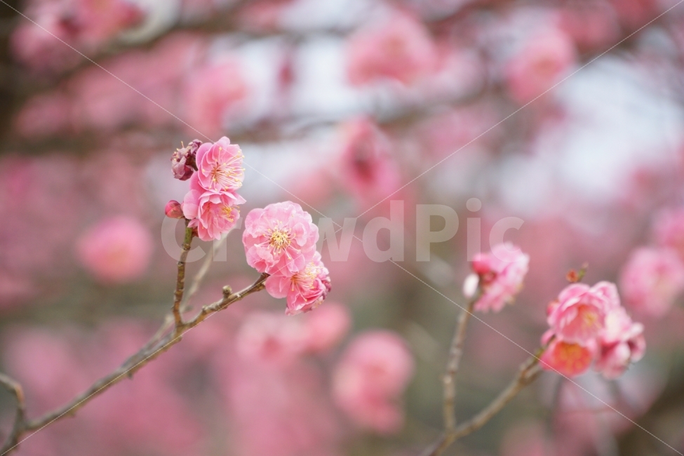 홍매화,매화,꽃,자연,식물,나무,봄,계절,spring,season,식물,자연,plants,nature,꽃,flower,plant,geranium,제라늄,blossom