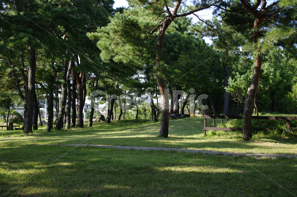 나무,풍경,숲,소나무,식물,plant,자연,풍경,nature,landscape,outdoors,옥외,grass,잔디,arbour,정자,garden,정원