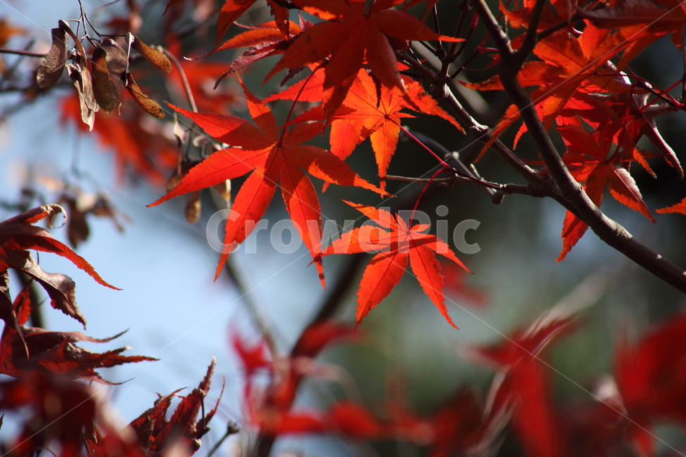 단풍,단풍나무,엽록소,가을,redleaves,가을,계절,fall,autumn,season,식물,자연,plants,nature,leaf,잎,plant,tree,나무,maple