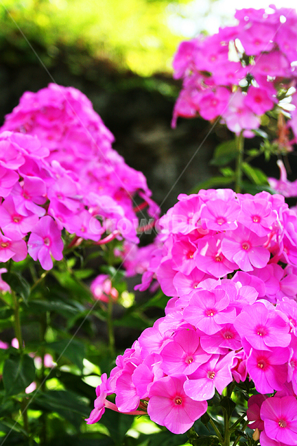 flower,plant,식물,blossom,꽃,geranium,제라늄,수국
