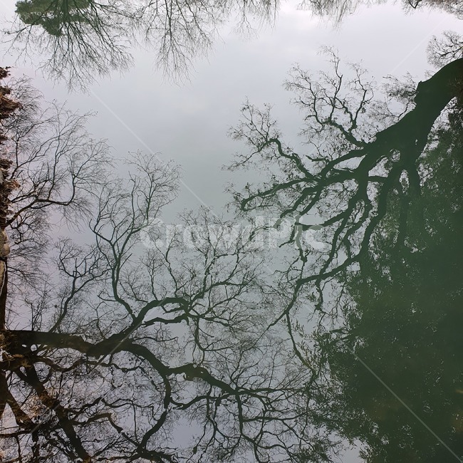 plant,식물,tree,나무,강,river,lake