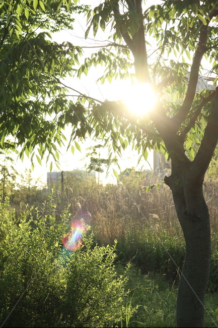 아침,빛,햇살,맑음,풍경,잎,식물,자연,plants,nature,나무,trees,wood,휴식,힐링,rest,relaxation,healing