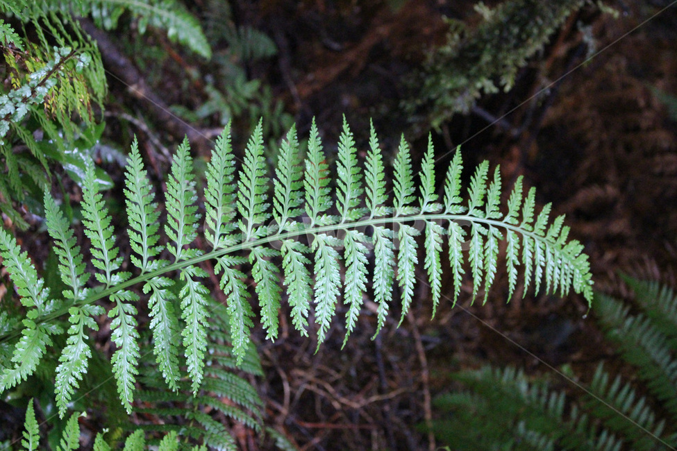 plant,식물,고사리,풀,나무,이끼,숲,삼림지,forest,woodland,tree,rainforest,jungle,정글,밀림,열대우림,식물,자연,plants,nature