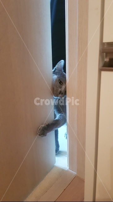 고양이,야옹,러시안블루,동물,귀여운