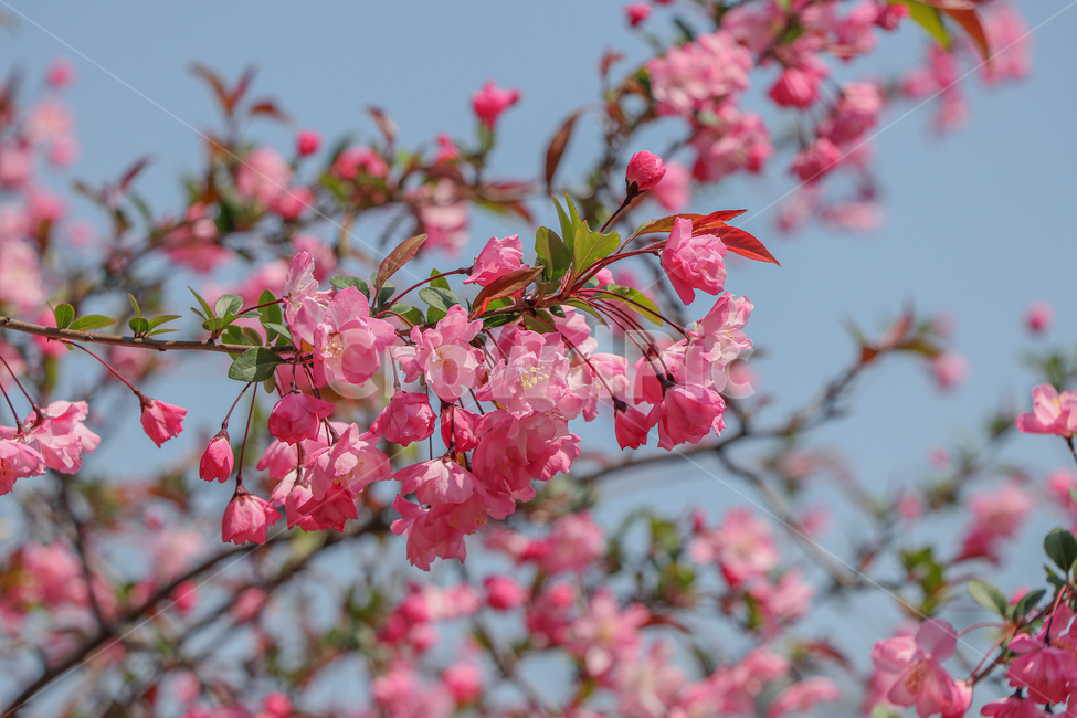 꽃,flower,벚꽃,blossom,plant,식물