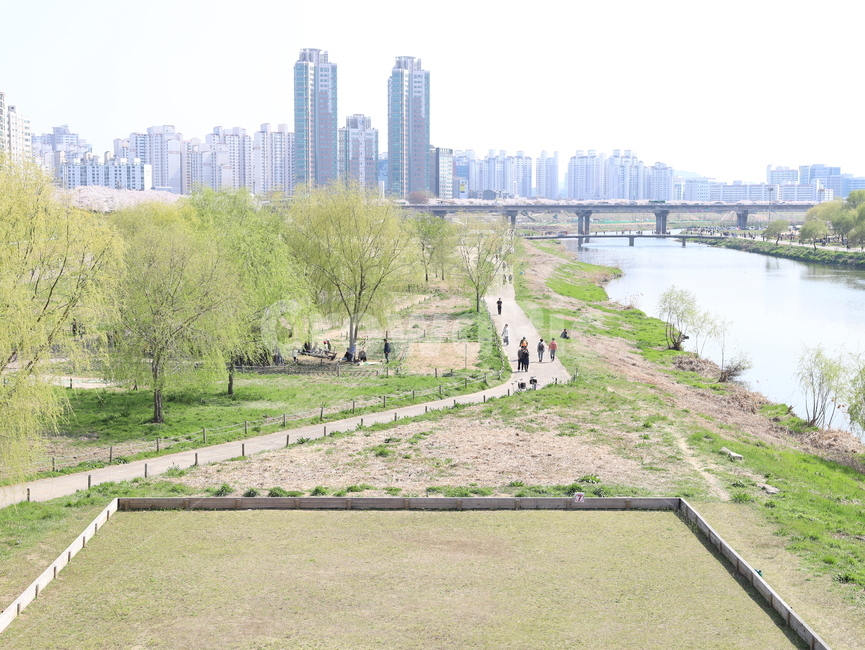 나무,꽃,초록,핑크,벚꽃,숲,숲속,사람들,자연,하늘,건물,빌딩,도시,풍경,city,landscape,한국도시풍경,한국도시경관,korea cityscape