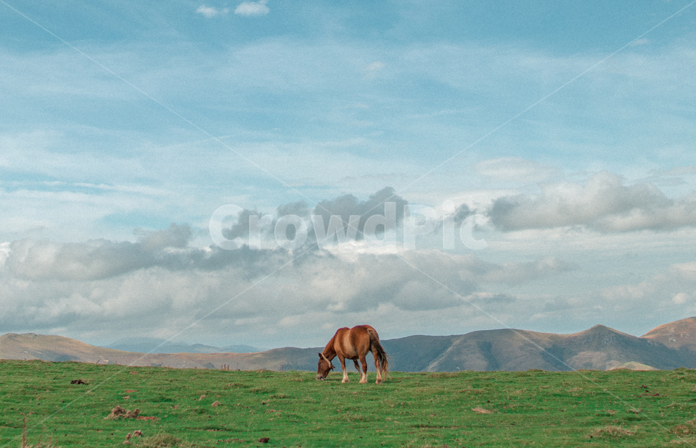 산,자연,나무,피레네산맥,산맥,구름,하늘,nature,outdoors,hill,countryside,말,동물,animal,포유류,mammal,목축업,목장,livestock farming,ranching,pasture