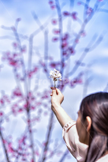 plant,식물,person,사람,human,꽃,flower,blossom,인간,감성사진,봄,계절,spring,season,사람,인물,인간,human,person,여성,여자,woman,female,lady