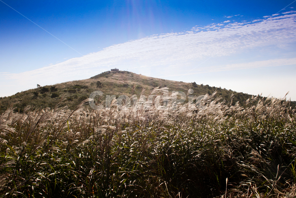 가을,구름,억새,계절,습지,바람,축제,가을,계절,fall,autumn,season,자연,풍경,nature,landscape,grass,잔디,plant,식물,lawn