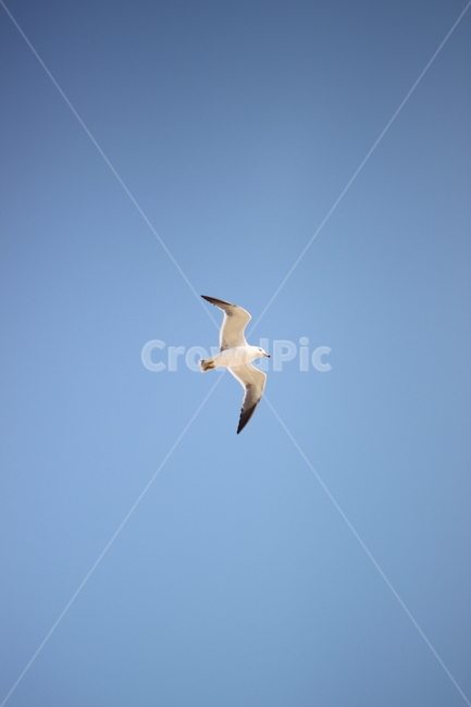 갈매기,비행,seagull,하늘,sky,푸른,맑은